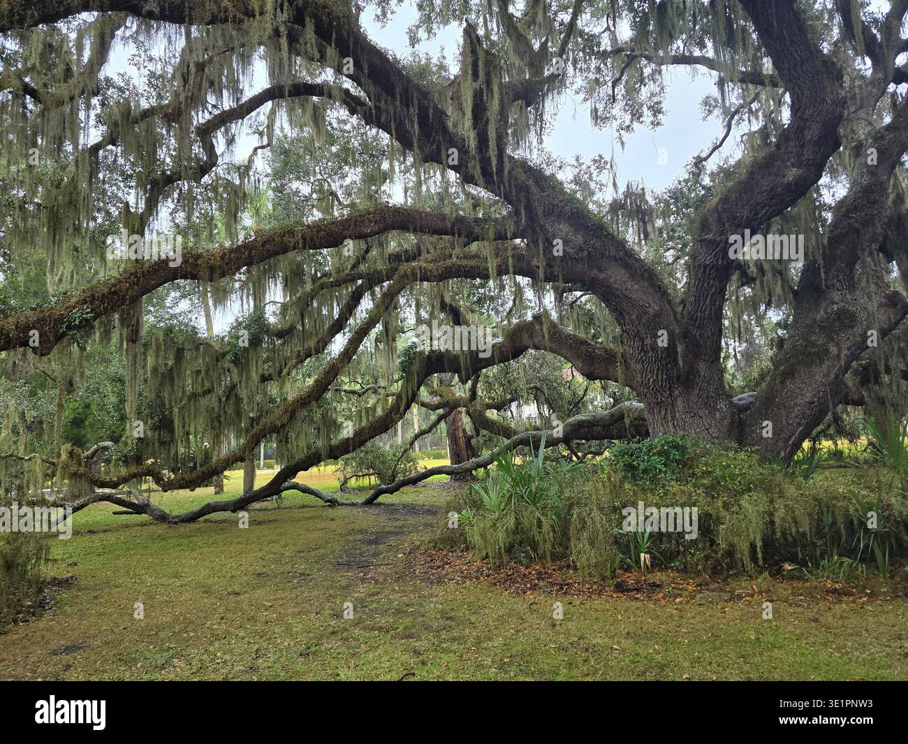 The historic Plantation Oak, one of the oldest and largest live oaks on Jekyll Island, stands with massive moss-draped branches over a grassy clearing - Smartphone Captured Stock Image