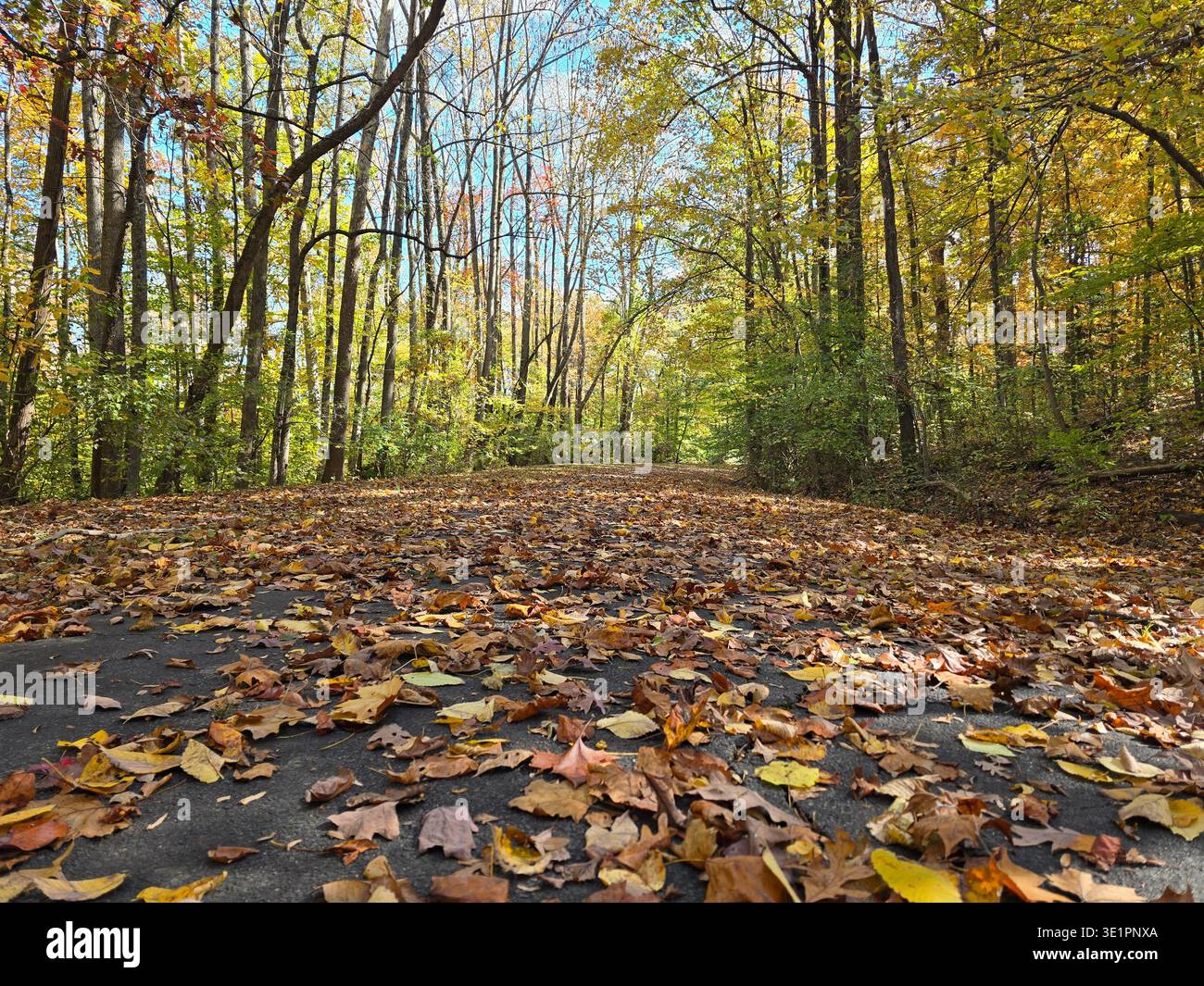 Autumn leaves covering a forest path with warm sunlight filtering through the trees in Alexandria, Virginia - Smartphone Captured Stock Image