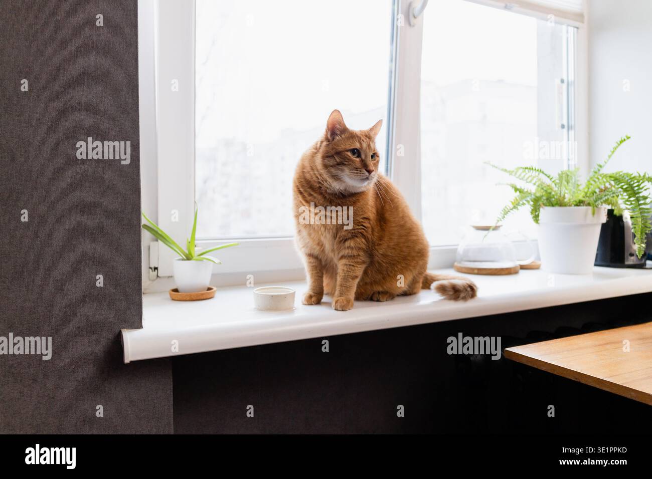 cat Stock Photo