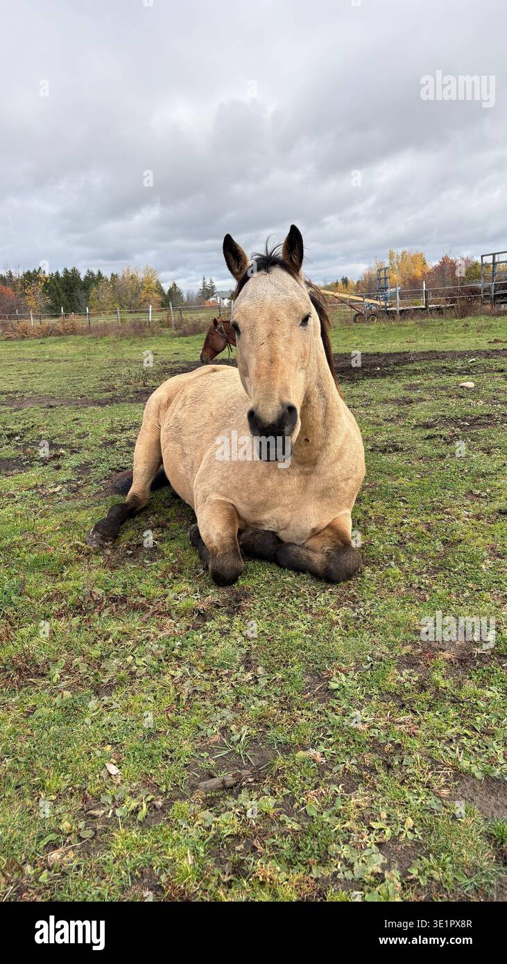 Ranch horse resting on a grassy field in a rural farm setting, looking at the camera under a cloudy sky, peaceful countryside with autumn colours - Smartphone Captured Stock Image