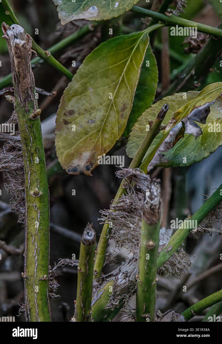 leaves of a plant affected with a fungal condition Stock Photo