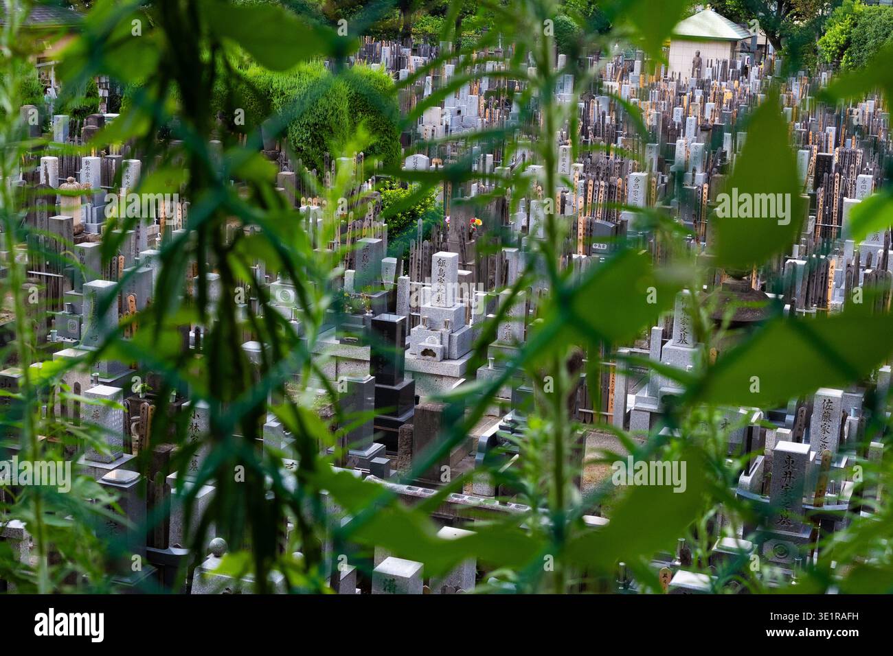 A view through green leaves into a crowded Japanese cemetery in Tokyo, featuring traditional stone gravestones and wooden memorial tablets. Stock Photo