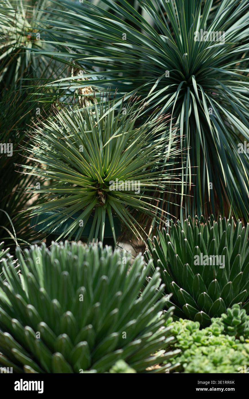 Long succulent leaves hi-res stock photography and images - Alamy