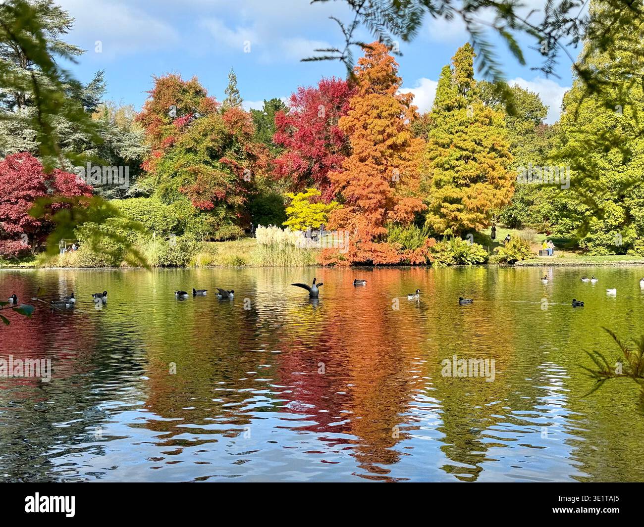 Reflections of Autumn - Smartphone Captured Stock Image