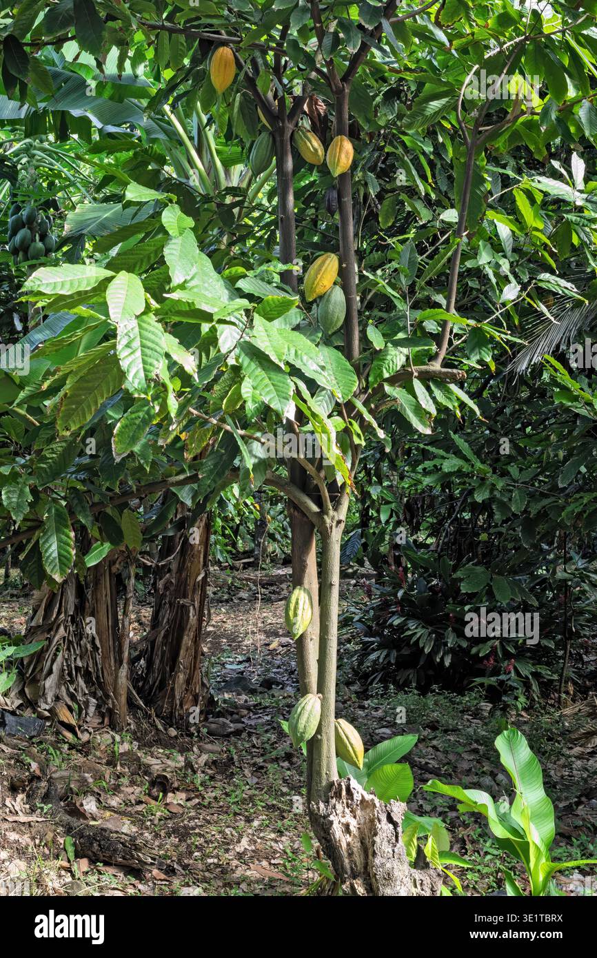 Cocoa tree fruit, old stump with young shoot and pods, Emerald Farm, Soufriere, St Lucia Stock Photo