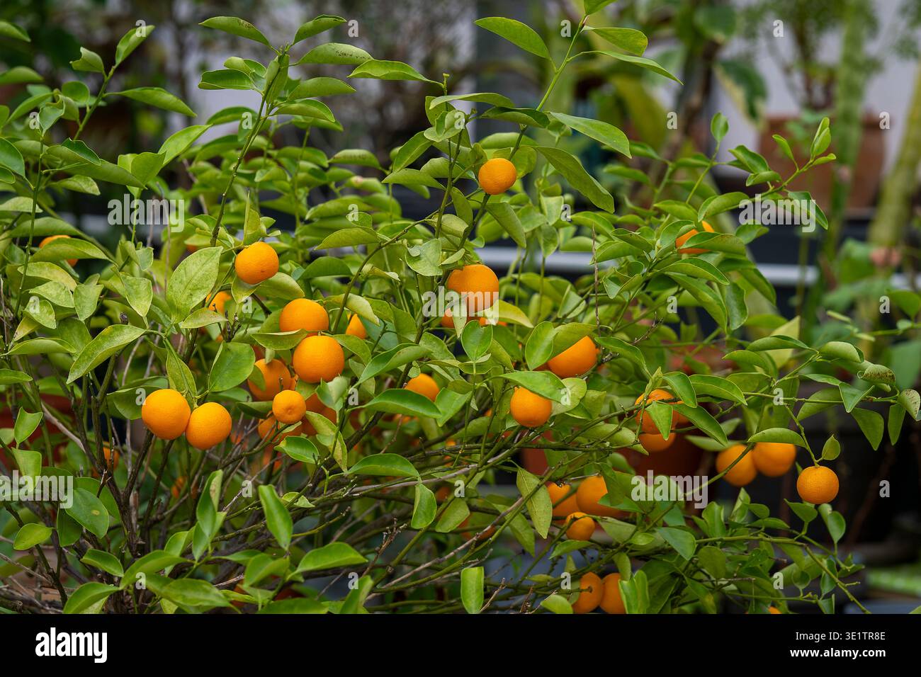 Calamondin orange tree hi-res stock photography and images - Alamy