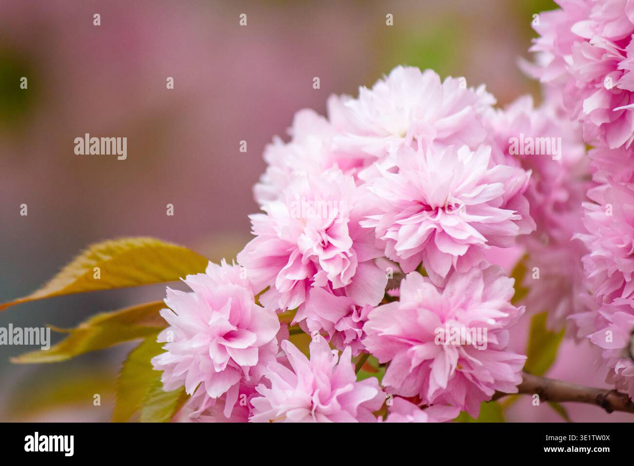 beautiful pink sakura blossom background. beautiful pink sakura blossom background. japanese cherry tree in spring full bloom. fresh nature picture on Stock Photo