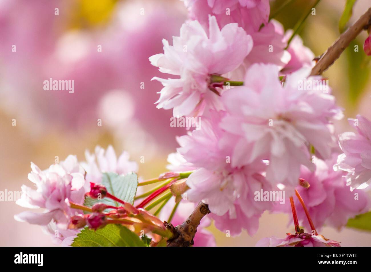 beautiful pink sakura blossom background. beautiful pink sakura blossom background. japanese cherry tree in spring full bloom. fresh nature picture on Stock Photo