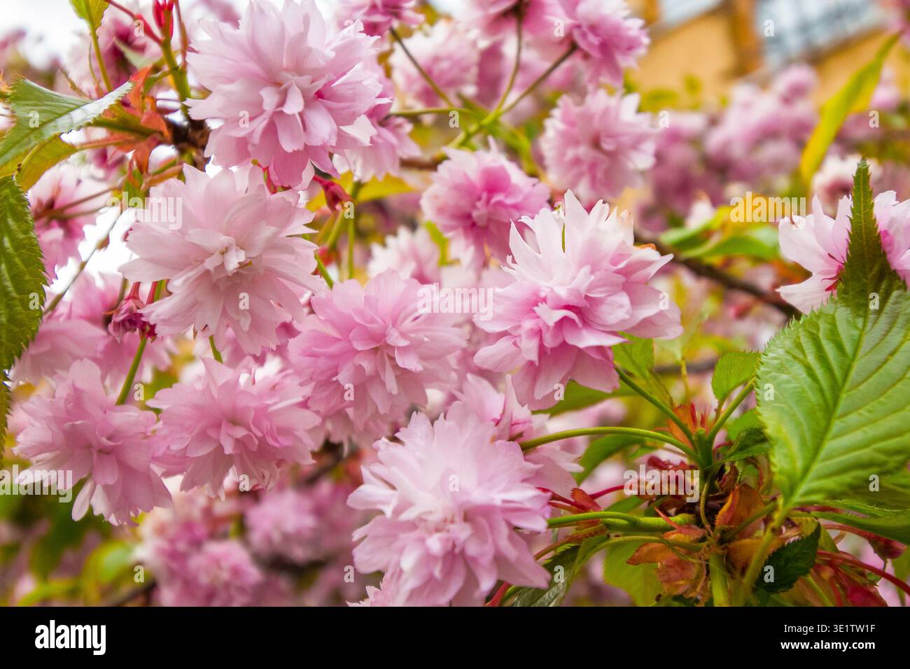 beautiful pink sakura blossom background. beautiful pink sakura blossom background. japanese cherry tree in spring full bloom. fresh nature picture on Stock Photo