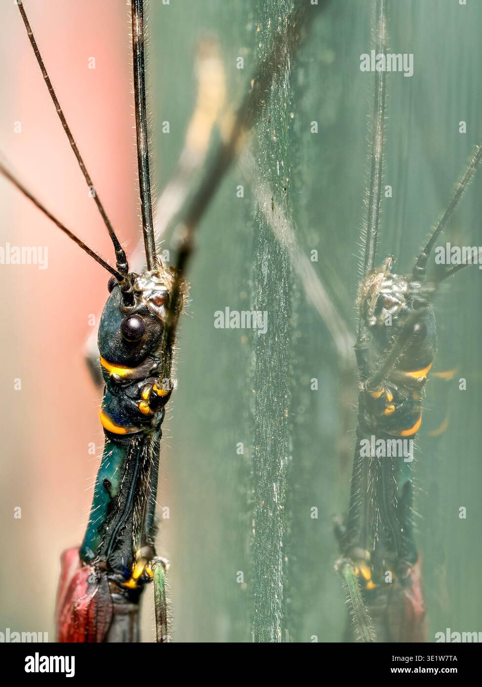 Insect with slender body hi-res stock photography and images - Alamy