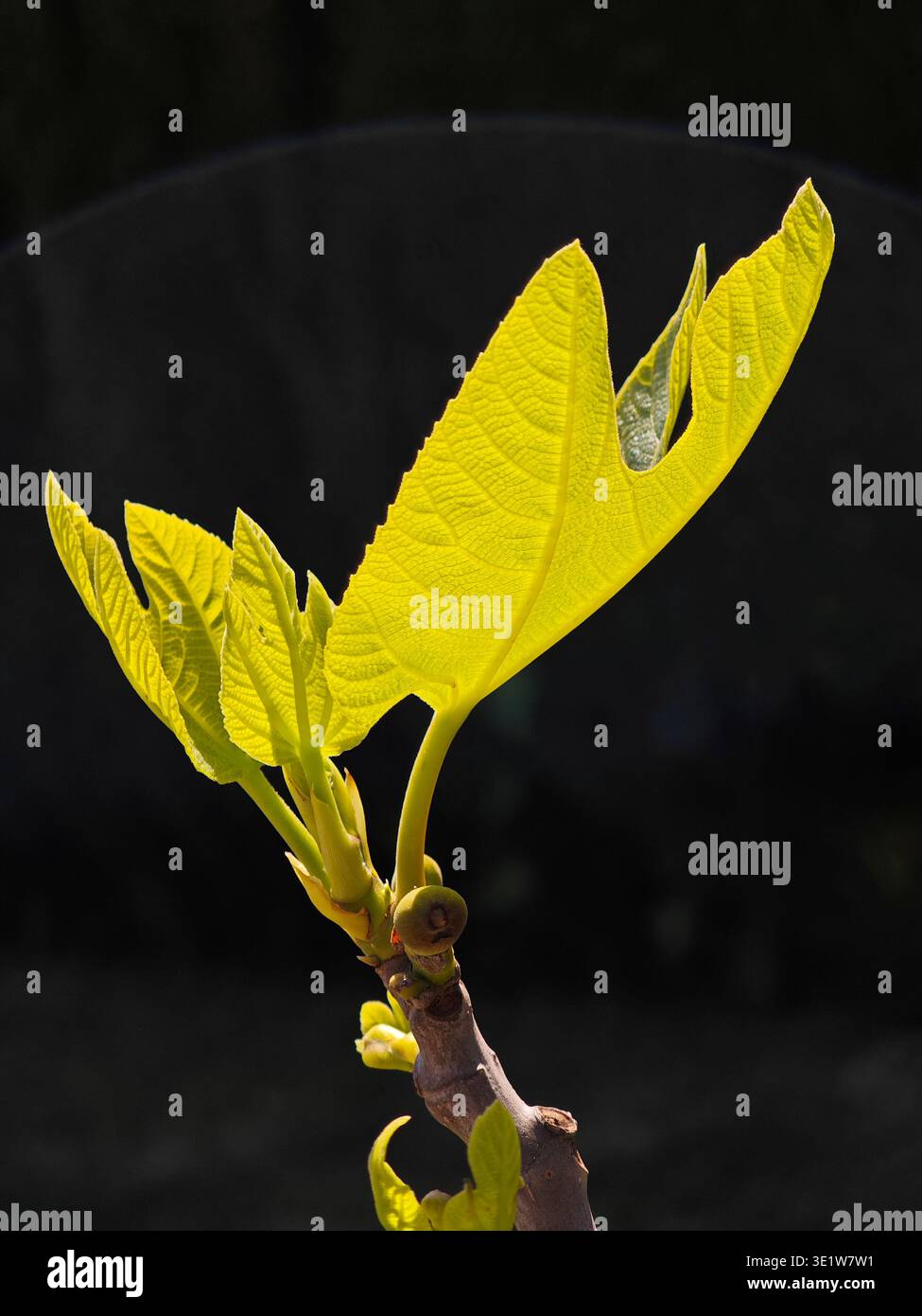 Close-up of a fig leaf sprouting in spring Stock Photo