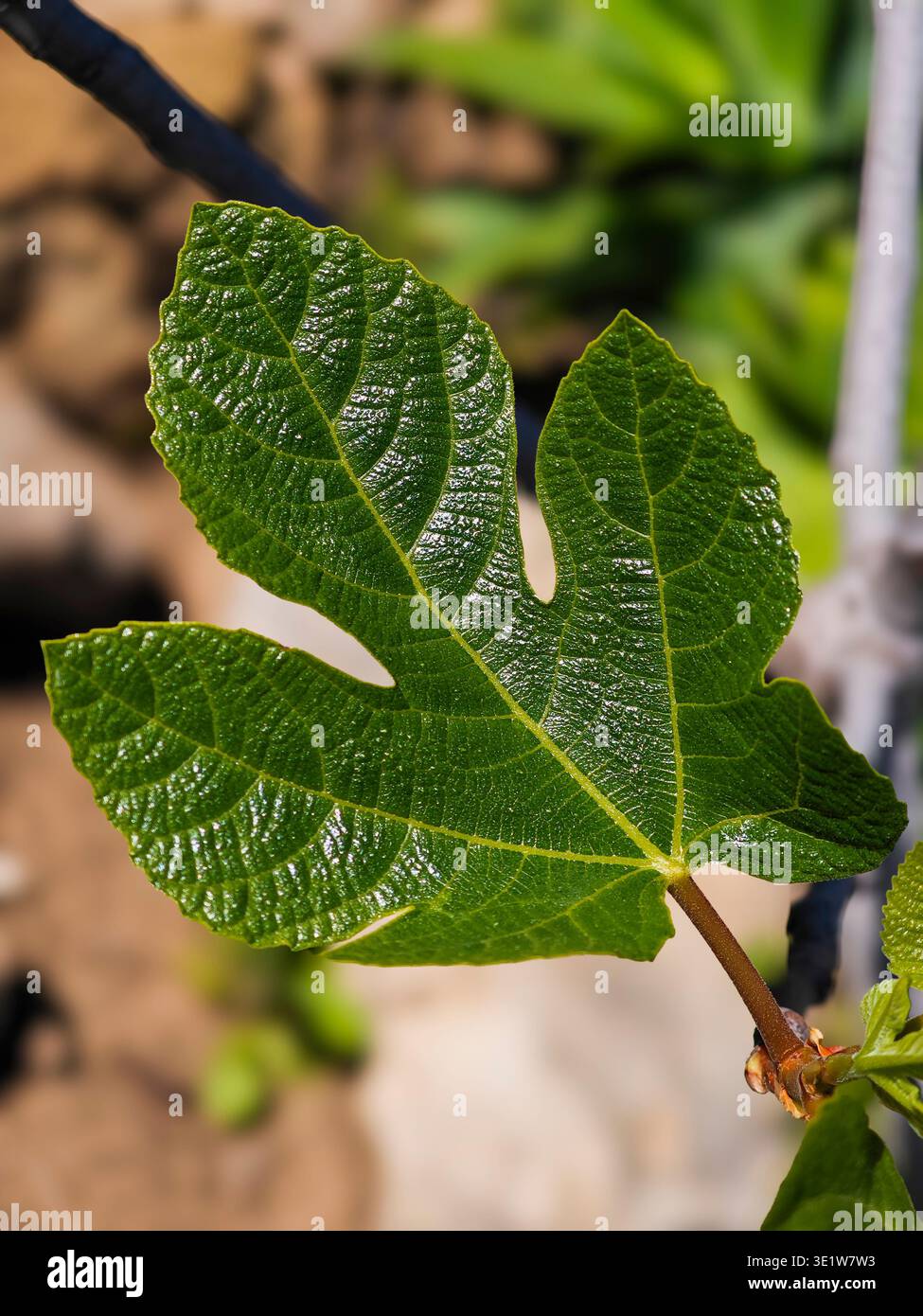 Close-up of a fig leaf sprouting in spring Stock Photo