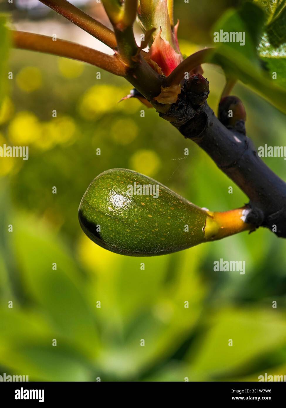Close-up of a fig leaf sprouting in spring Stock Photo