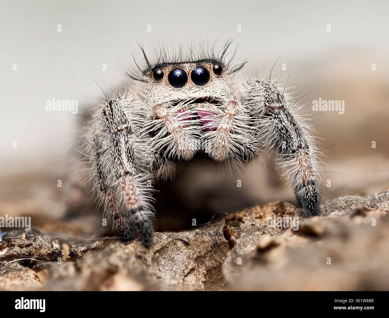 Spider Setea Apalachicola morph hi-res stock photography and images - Alamy