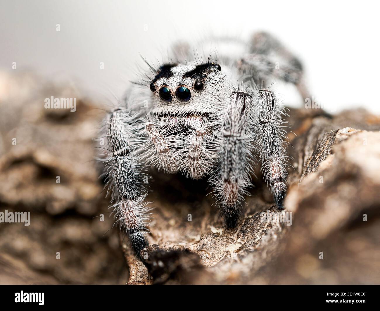 Spider Setea Macro of regal jumping spider (Phidippus regius) Apalachicola morph ...
