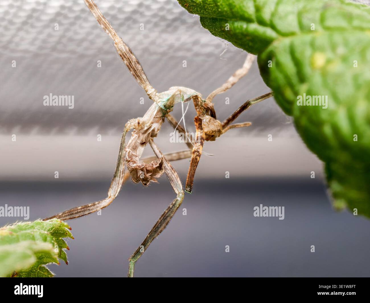 Java Stick Insect Tirachoidea biceps hi-res stock photography and images - Alamy