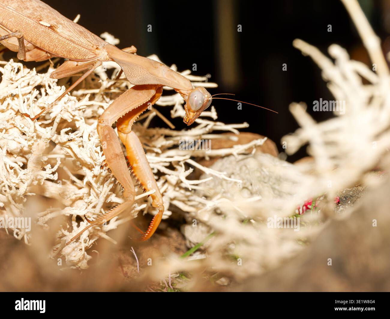 Macro of giant Asian mantis (Hierodula majuscula) on bark, showing ...
