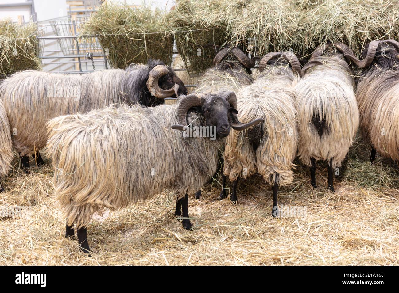 Shown curled hi-res stock photography and images - Alamy