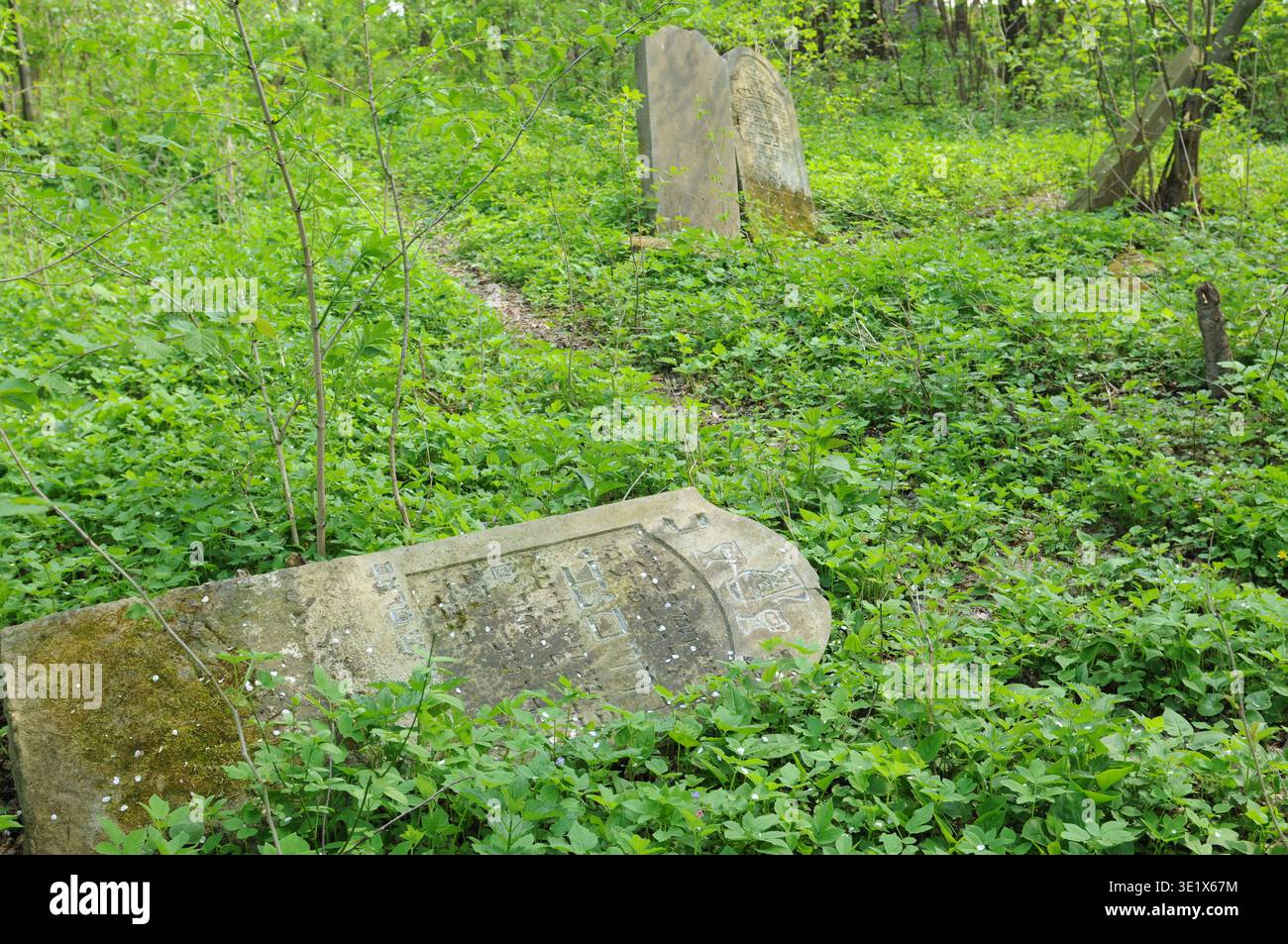 Fallen Jewish headstone with Hebrew inscriptions lying in deep grass at ...