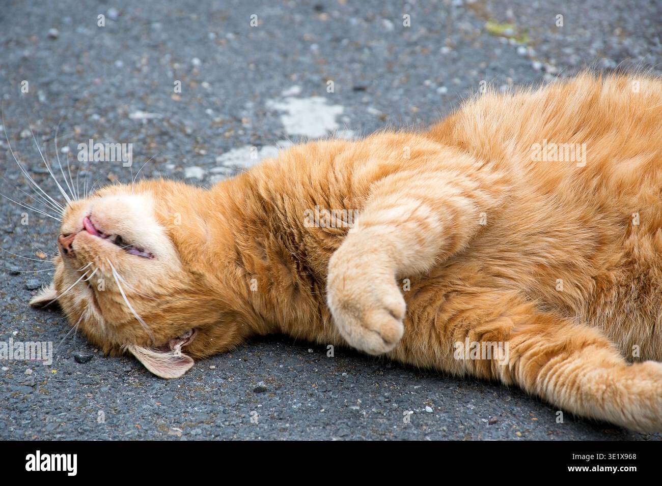 A relaxed, sleeping reddish cat with a tabby coat pattern, outdoors Stock Photo