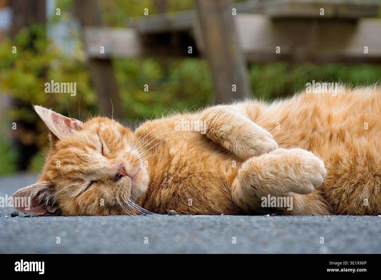 A relaxed, sleeping reddish cat with a tabby coat pattern, outdoors Stock Photo
