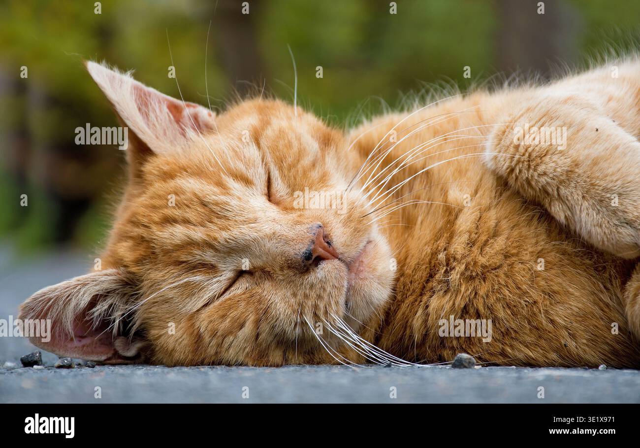 A relaxed, sleeping reddish cat with a tabby coat pattern, outdoors Stock Photo