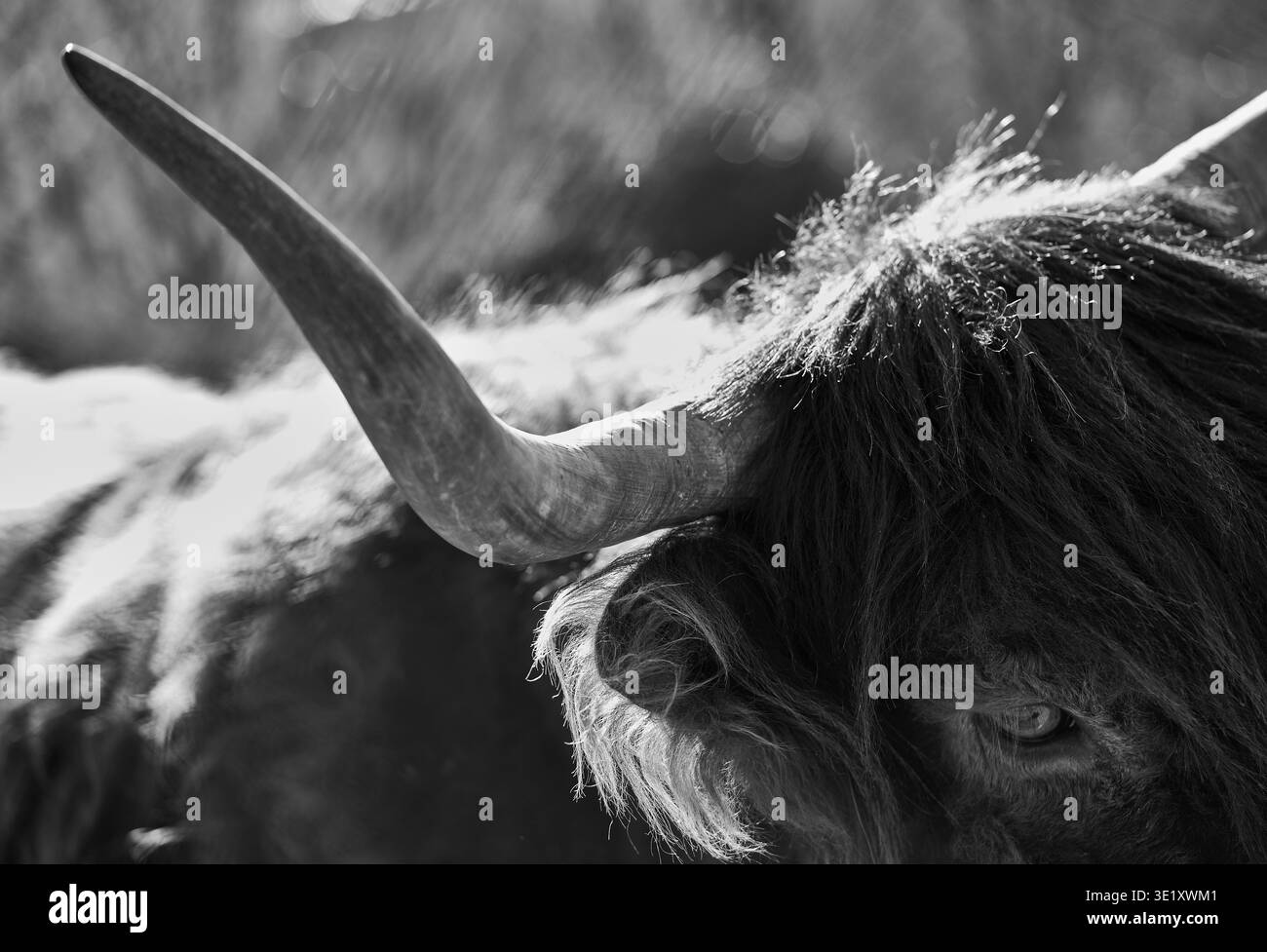 Close-up of Highland cattle with long horns and shaggy hair in natural ...