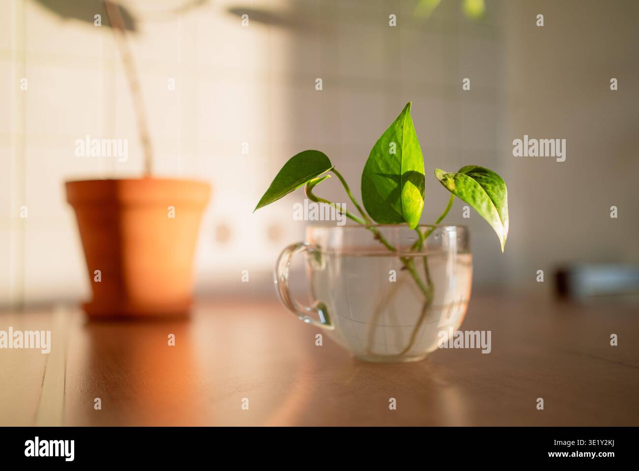 Golden pothos houseplant hi-res stock photography and images - Alamy