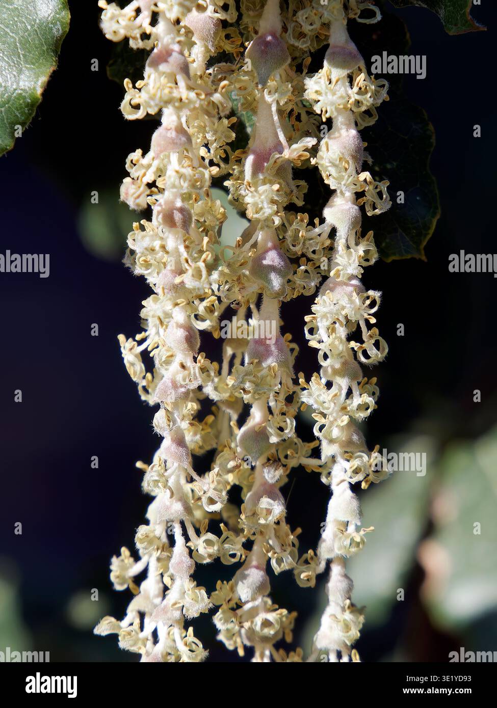 coast silk-tassel, silk tassel bush or wavyleaf silktassel, Garrya elliptica, lándzsás barkamirtusz, America Stock Photo