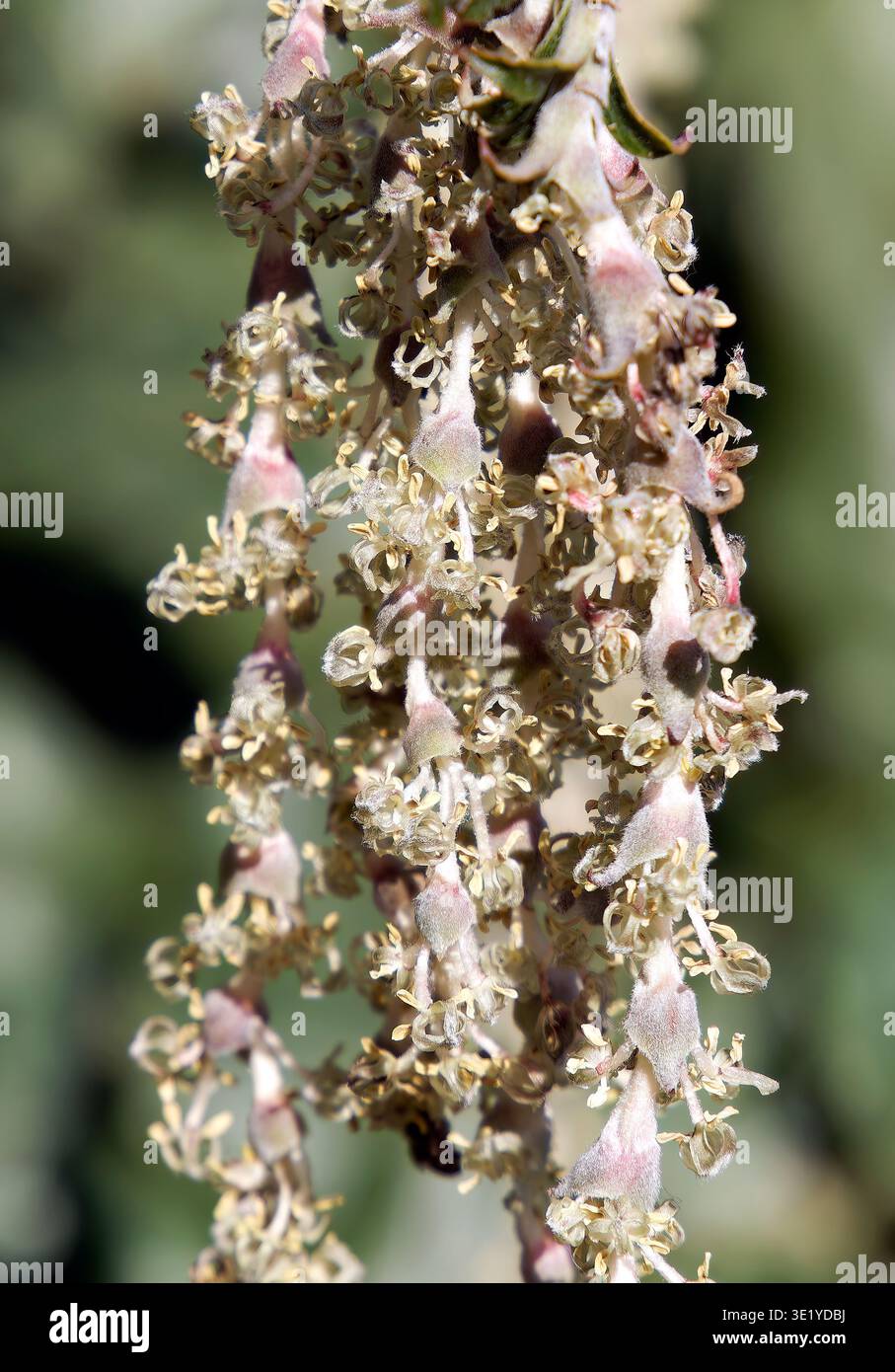 coast silk-tassel, silk tassel bush or wavyleaf silktassel, Garrya elliptica, lándzsás barkamirtusz, America Stock Photo