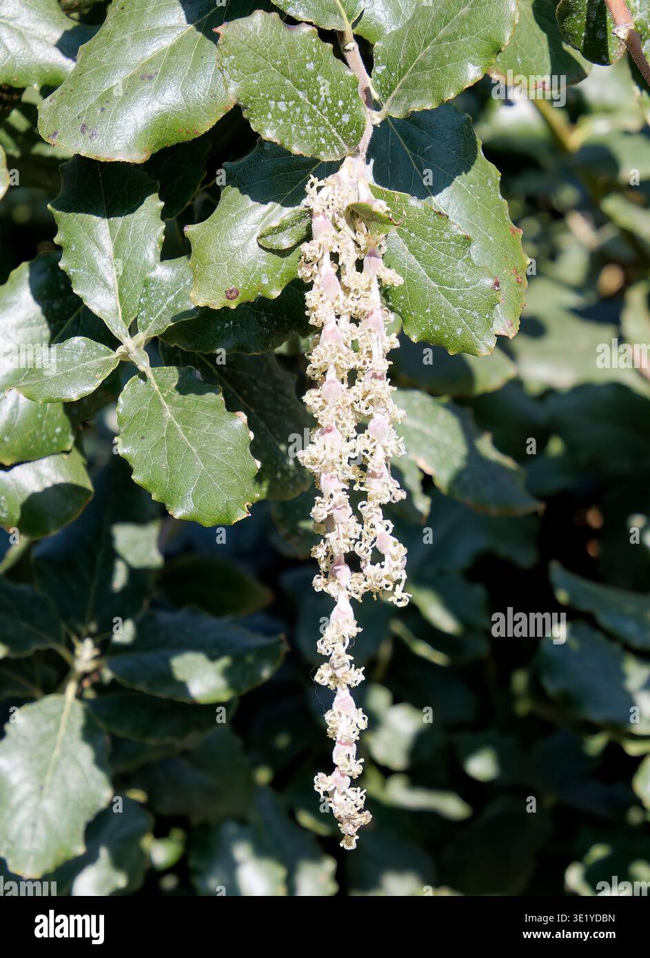coast silk-tassel, silk tassel bush or wavyleaf silktassel, Garrya elliptica, lándzsás barkamirtusz, America Stock Photo