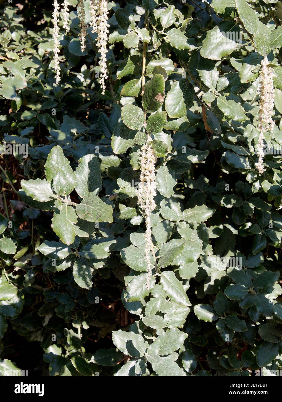 coast silk-tassel, silk tassel bush or wavyleaf silktassel, Garrya elliptica, lándzsás barkamirtusz, America Stock Photo