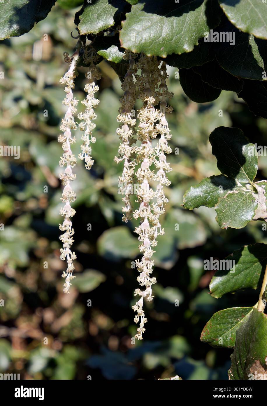 coast silk-tassel, silk tassel bush or wavyleaf silktassel, Garrya elliptica, lándzsás barkamirtusz, America Stock Photo
