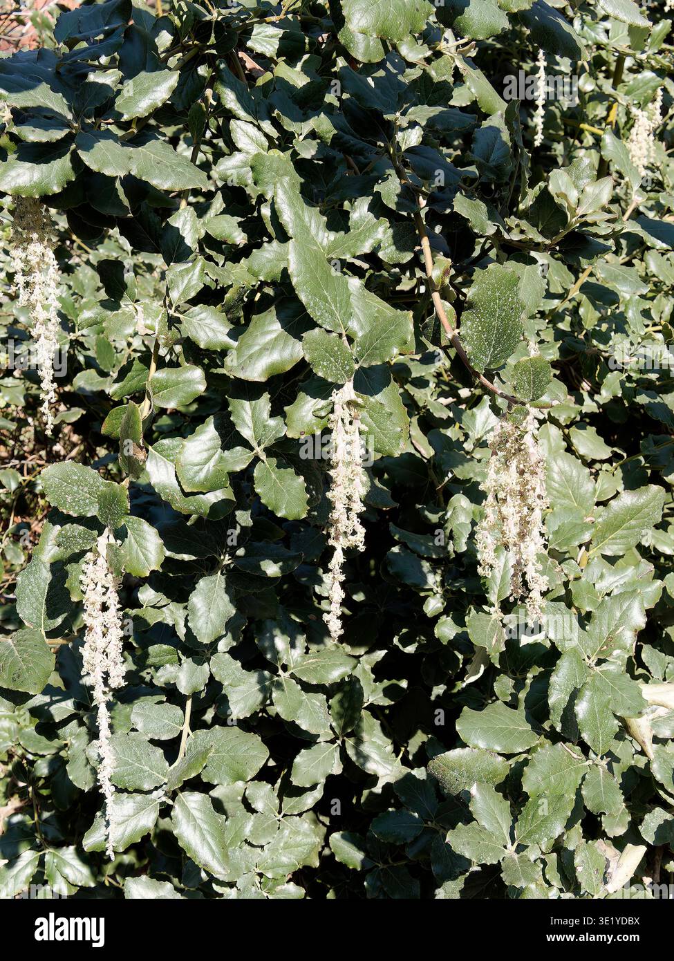 coast silk-tassel, silk tassel bush or wavyleaf silktassel, Garrya elliptica, lándzsás barkamirtusz, America Stock Photo
