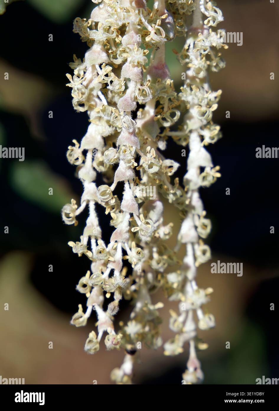 coast silk-tassel, silk tassel bush or wavyleaf silktassel, Garrya elliptica, lándzsás barkamirtusz, America Stock Photo