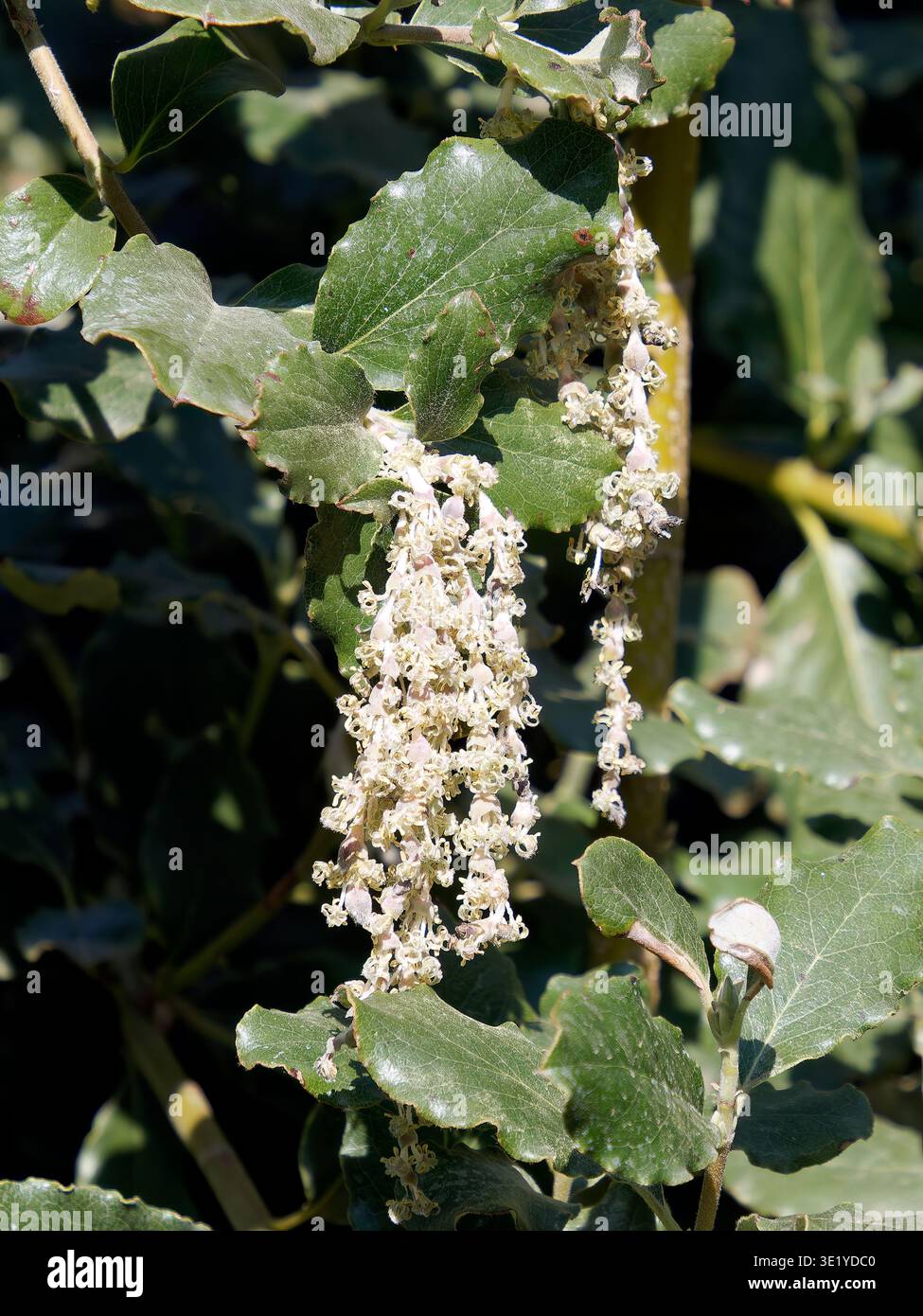 coast silk-tassel, silk tassel bush or wavyleaf silktassel, Garrya elliptica, lándzsás barkamirtusz, America Stock Photo