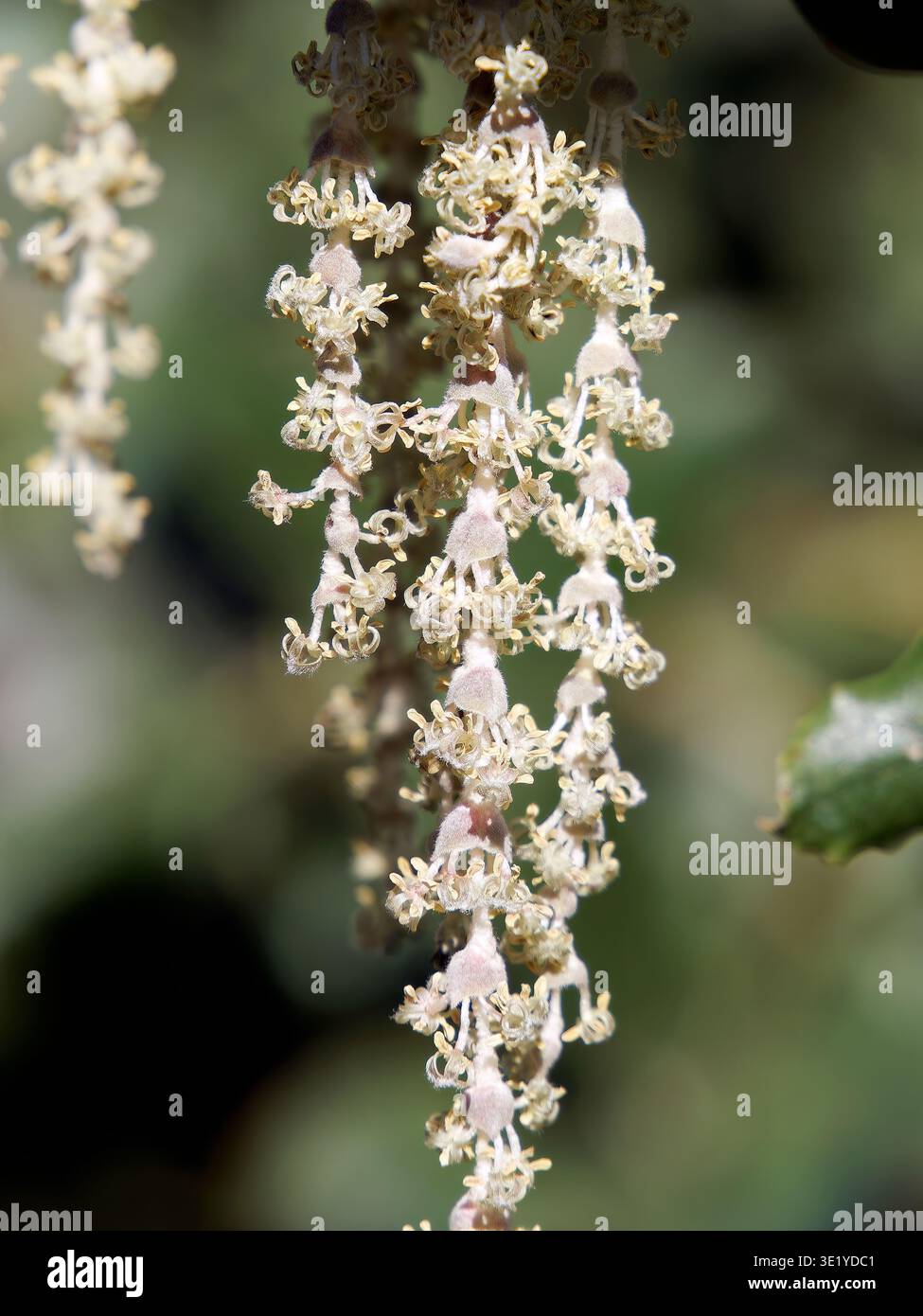 coast silk-tassel, silk tassel bush or wavyleaf silktassel, Garrya elliptica, lándzsás barkamirtusz, America Stock Photo
