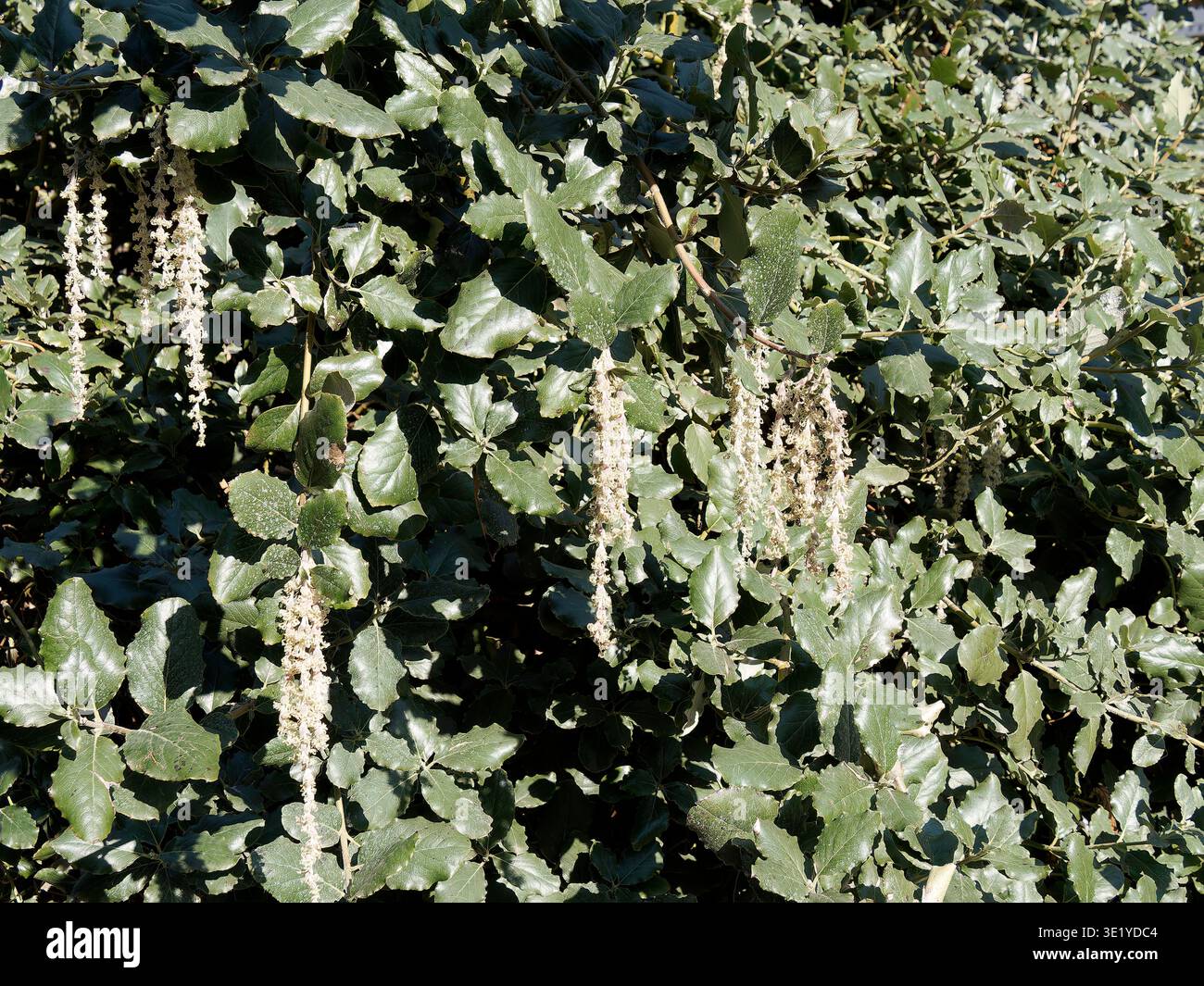 coast silk-tassel, silk tassel bush or wavyleaf silktassel, Garrya elliptica, lándzsás barkamirtusz, America Stock Photo