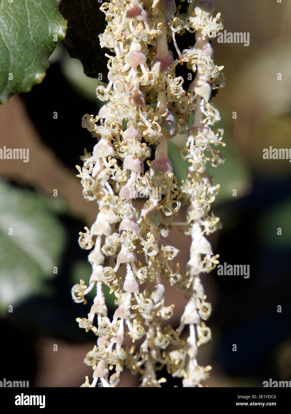 coast silk-tassel, silk tassel bush or wavyleaf silktassel, Garrya elliptica, lándzsás barkamirtusz, America Stock Photo
