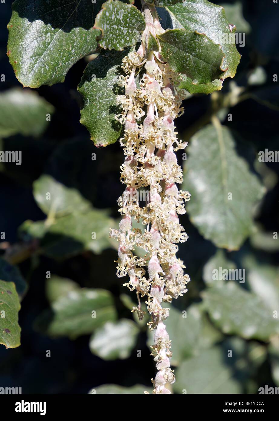 coast silk-tassel, silk tassel bush or wavyleaf silktassel, Garrya elliptica, lándzsás barkamirtusz, America Stock Photo