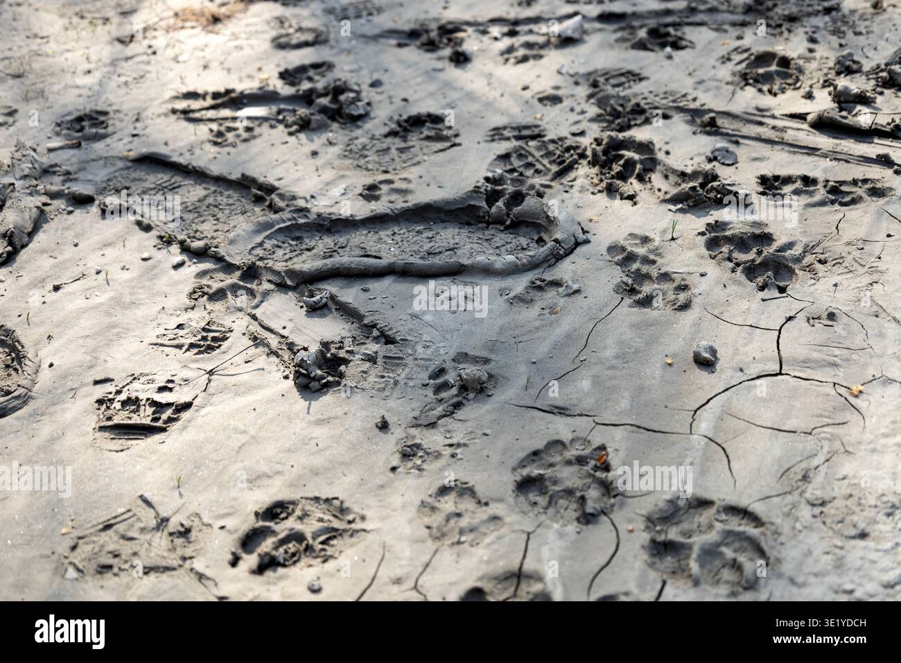 Human footprints dog paw prints hi-res stock photography and images - Alamy
