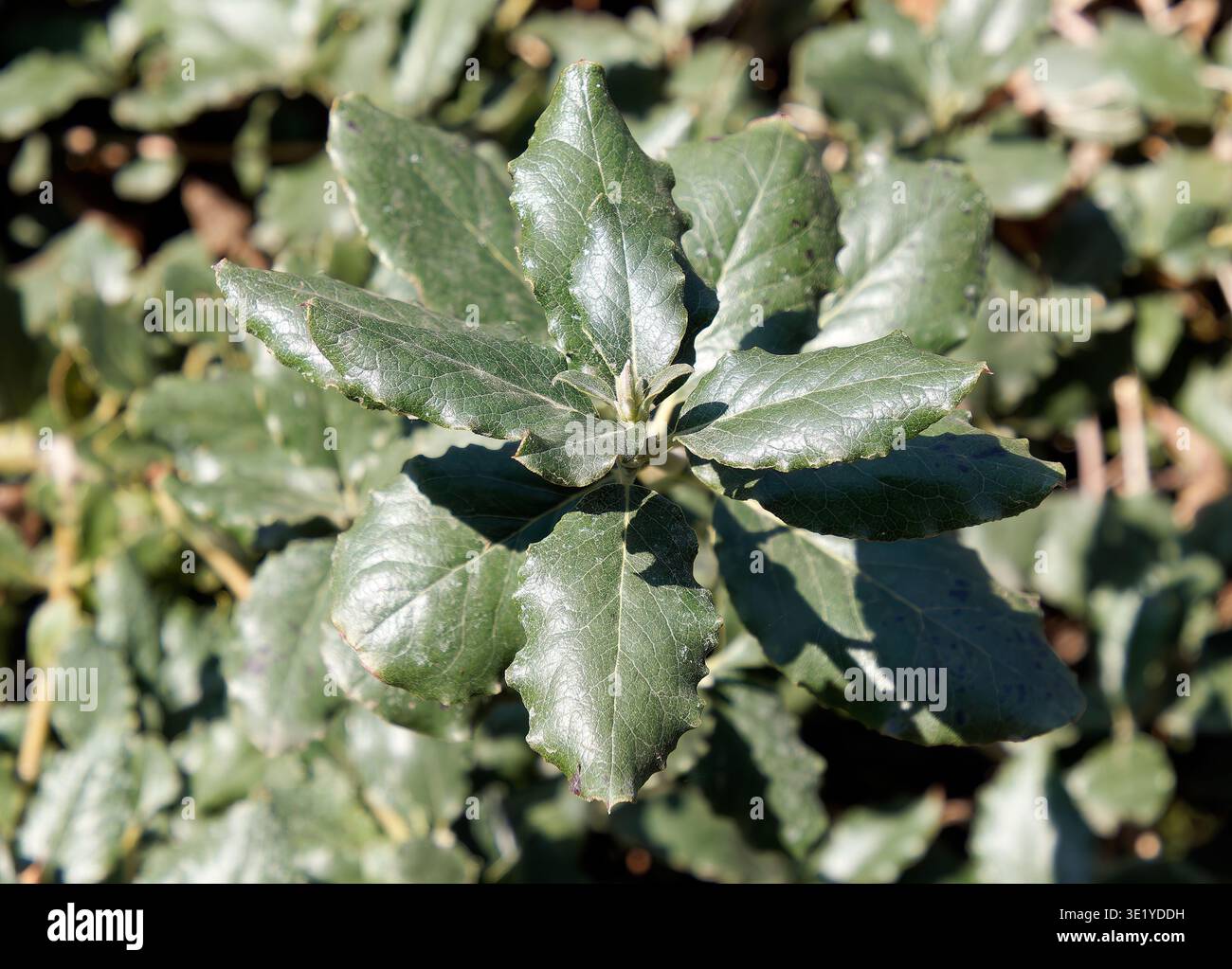 coast silk-tassel, silk tassel bush or wavyleaf silktassel, Garrya elliptica, lándzsás barkamirtusz, America Stock Photo