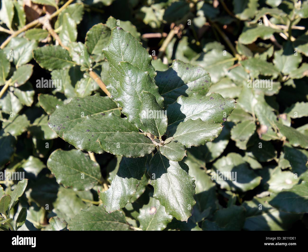 coast silk-tassel, silk tassel bush or wavyleaf silktassel, Garrya elliptica, lándzsás barkamirtusz, America Stock Photo