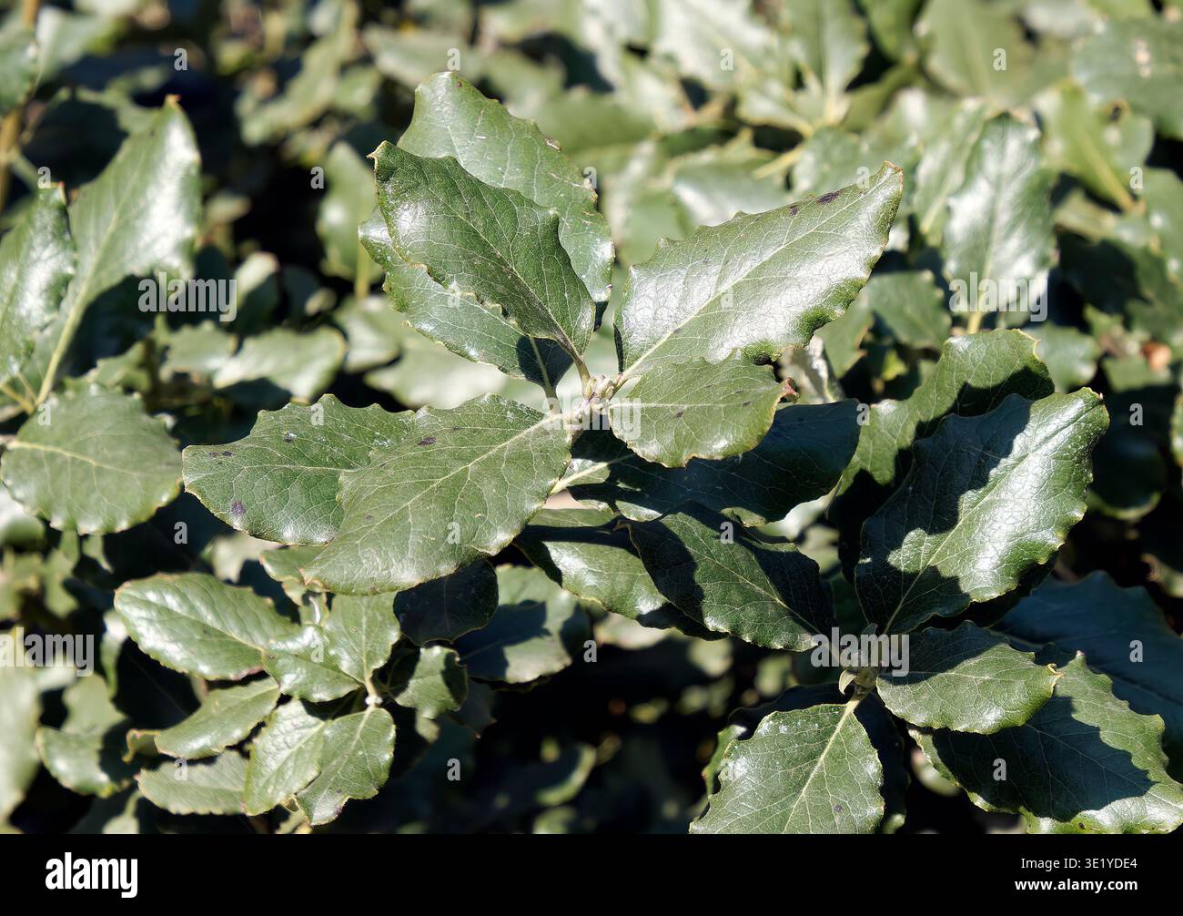 coast silk-tassel, silk tassel bush or wavyleaf silktassel, Garrya elliptica, lándzsás barkamirtusz, America Stock Photo