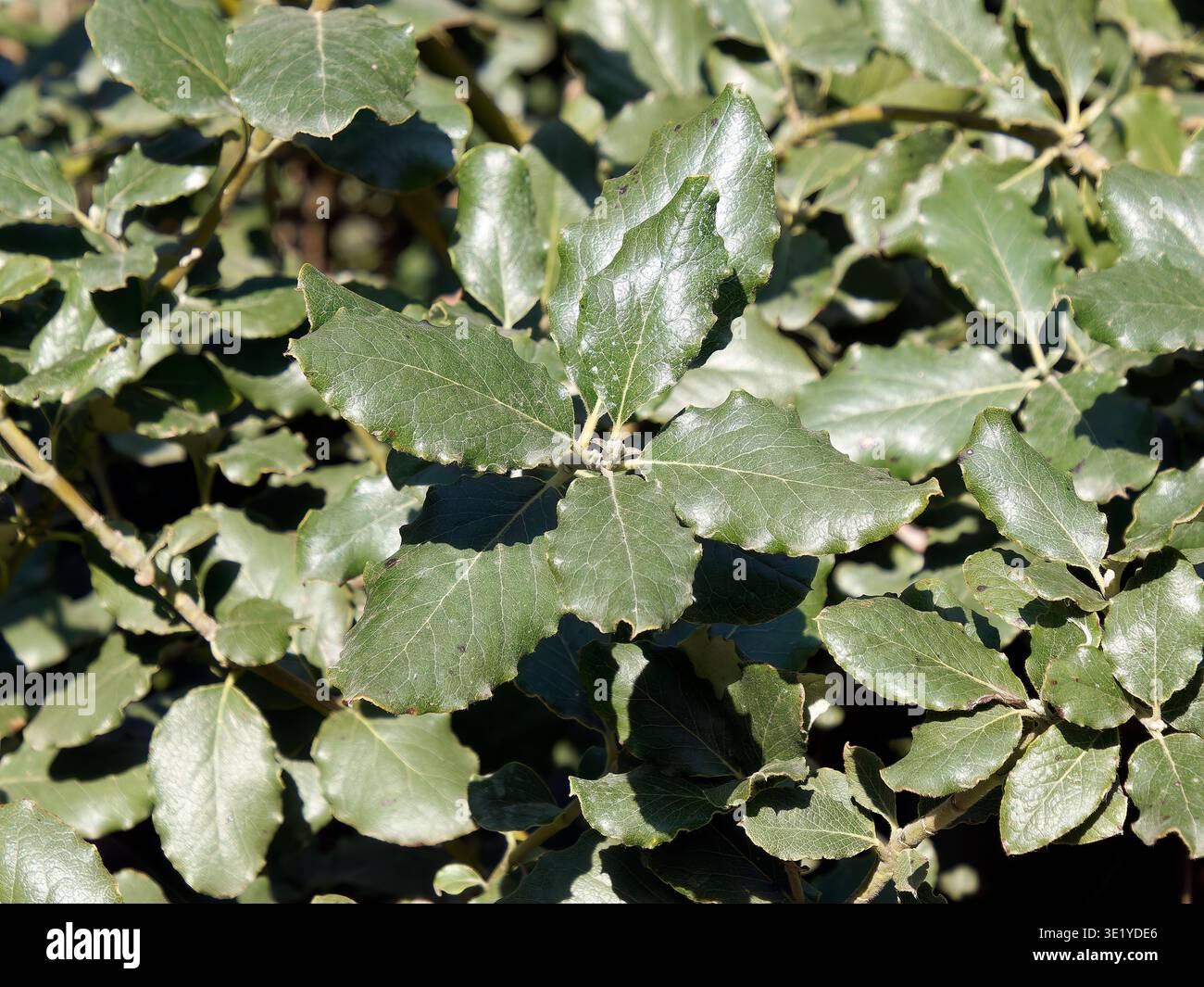 coast silk-tassel, silk tassel bush or wavyleaf silktassel, Garrya elliptica, lándzsás barkamirtusz, America Stock Photo