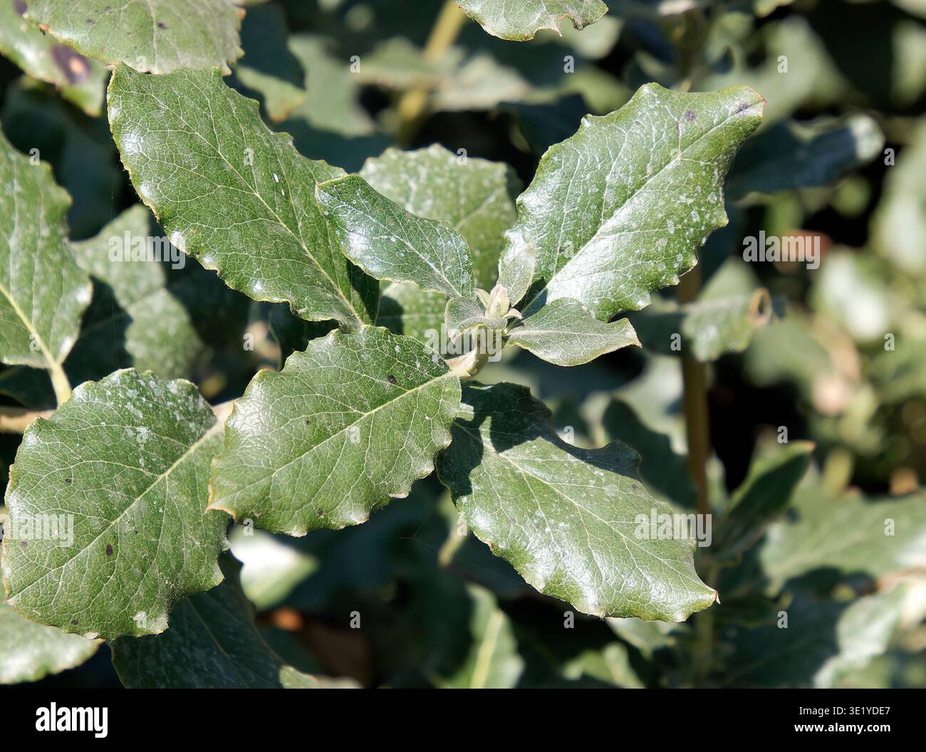 coast silk-tassel, silk tassel bush or wavyleaf silktassel, Garrya elliptica, lándzsás barkamirtusz, America Stock Photo