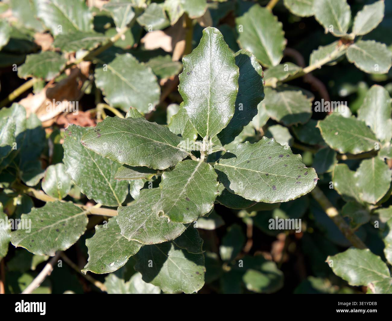 coast silk-tassel, silk tassel bush or wavyleaf silktassel, Garrya elliptica, lándzsás barkamirtusz, America Stock Photo