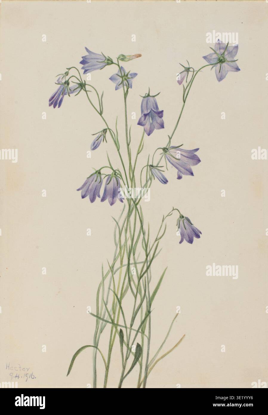 Delicate illustration of purple bell shaped flowers hi-res stock ...