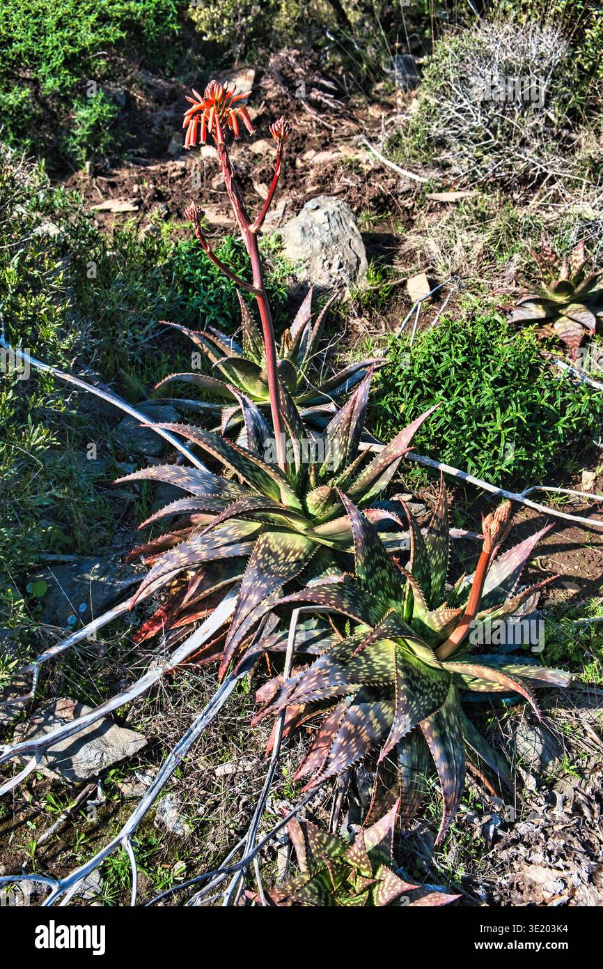 aloe vera hair cream ALOE VERA HAIR GEL