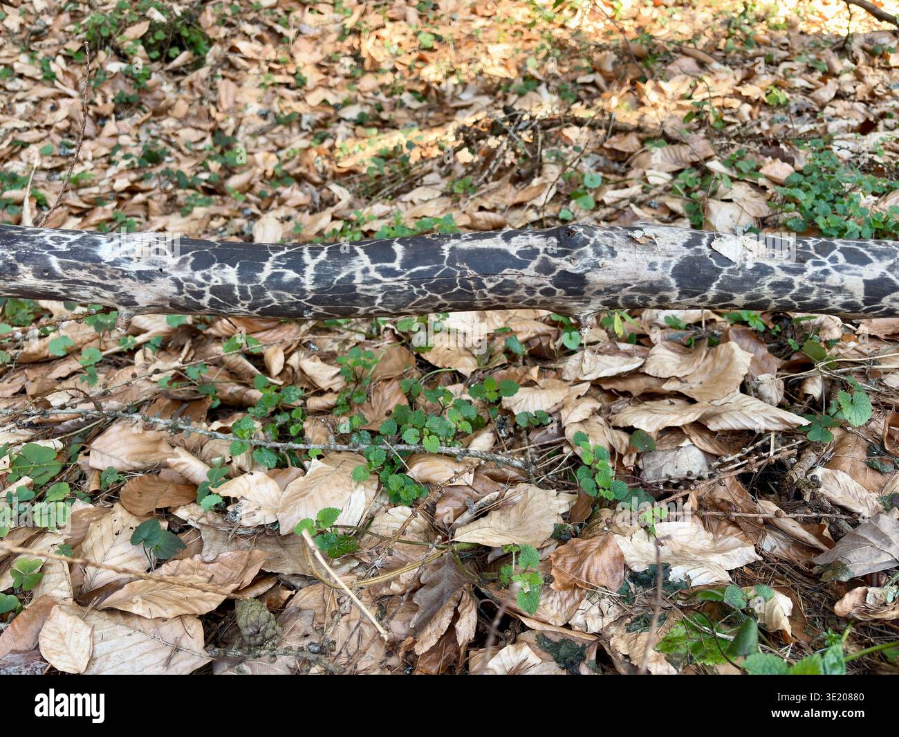 Detailed close up of a fallen patterned tree branch on the forest floor in Ojcowski National Park, Poland. Natural woodland textures in Ojcow Park. - Smartphone Captured Stock Image
